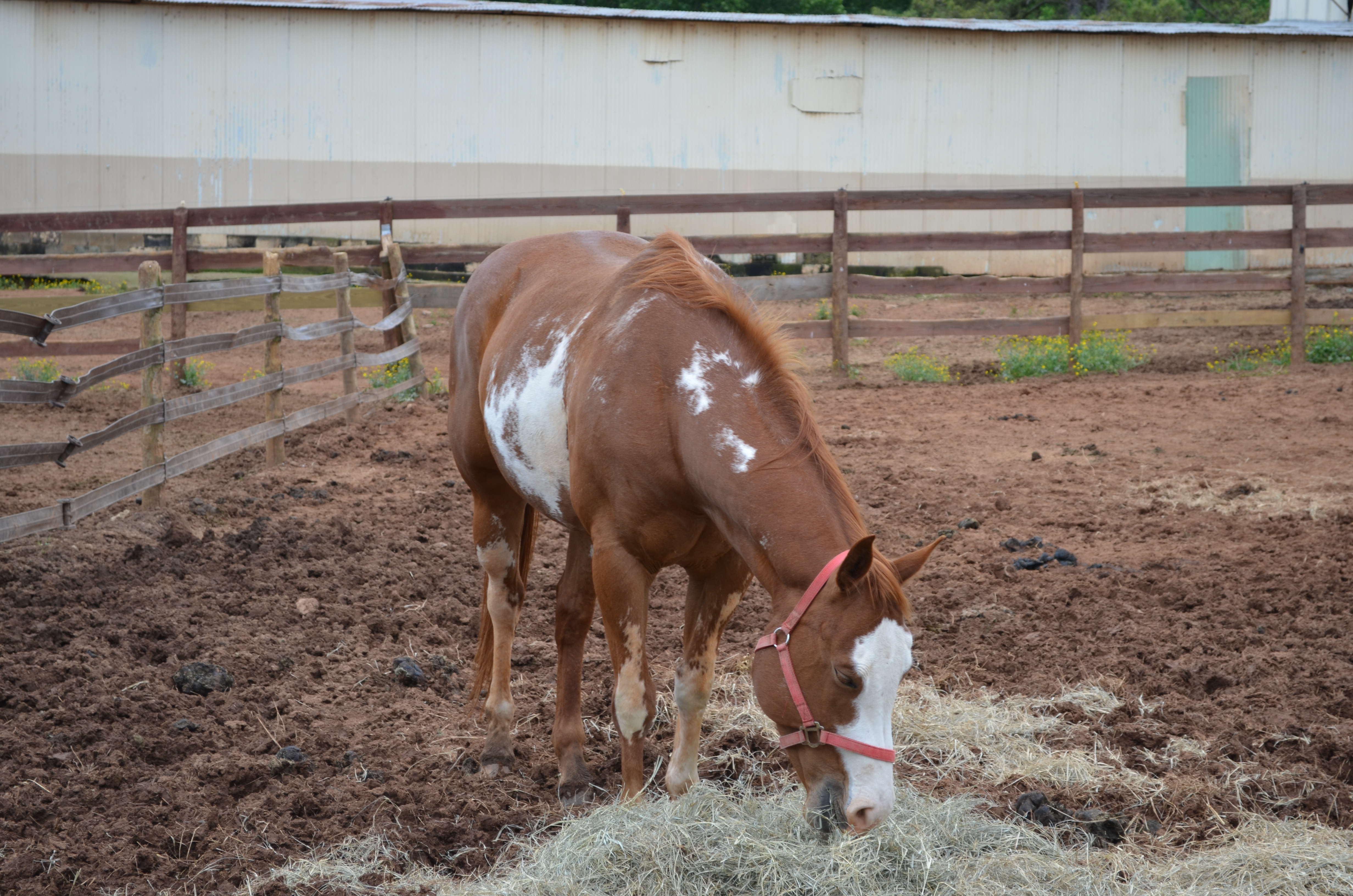 ./2013/Southern Cross Ranch/DSC_2244.JPG